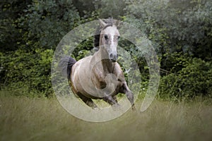 Portrait of an Arabian purebred horse galloping in a field