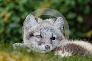 Portrait of an arctic fox on a green background