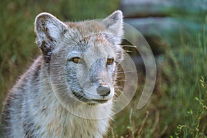 Portrait of arctic fox puppy