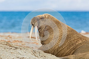 Portrait arctic walrus odobenus rosmarus with tusks, blue sea