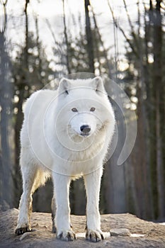 Portrait of arctic wolf