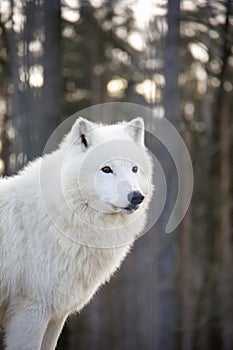 Portrait of arctic wolf