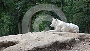 Portrait of arctic wolf. Canis lupus arctos