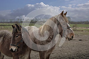 Portrait of Ardennes horses, close up animals