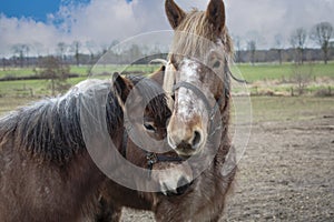 Portrait of Ardennes horses, close up animals