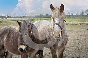 Portrait of Ardennes horses, close up animals