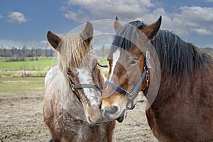 Portrait of Ardennes horses, close up animals