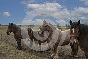 Portrait of Ardennes horses, close up animals