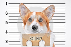 Portrait of arrested welsh corgi pembroke or cardigan criminal dog in police line height meter, sign with inscription BAD BOY in