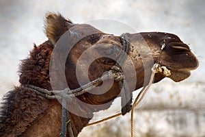 Portrait (arrogant profile) of a camel