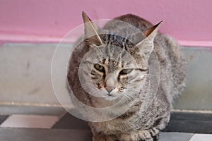 Portrait of ashamed cat