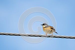 Portrait of Ashy Prinia perching on a powerline with blue and clear sky in the background