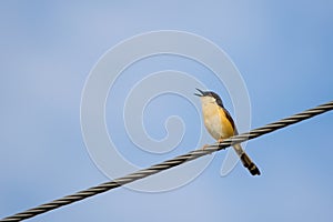 Portrait of Ashy Prinia singing while sitting on a powerline with blue and clear sky in the background