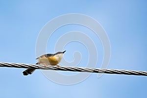 Portrait of Ashy Prinia about to take off from a powerline with blue and clear sky in the background