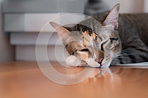 Portrait of Asia short hair with black tubby cat lying sleep on table photo