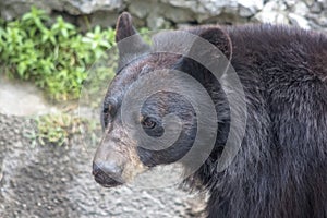 Portrait Asian black bear