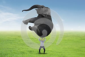 Asian businessman lifting an elephant