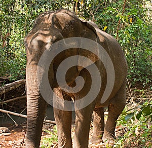 A portrait of an Asian elephant in the jungle in Cambodia