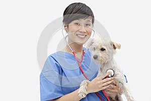Portrait of Asian female veterinarian examining dog over gray background