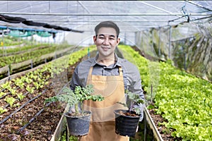 Portrait of asian local farmer growing salad lettuce in the greenhouse using organics soil approach for family own business and