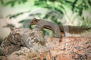 portrait Asian squirrel on branch photo