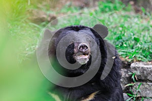 Portrait of the Asian white chested black Bear in the Rain Forest