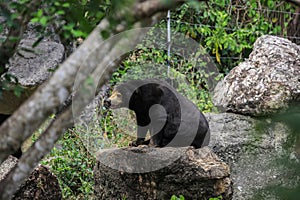 Portrait of the Asian white chested black Bear in the Rain Forest