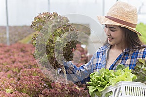 Portrait of an Asian woman holding a basket of fresh vegetables and organic vegetables from the farm. Vegetable cultivation and