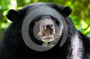 Portrait of Asiatic Black Bear