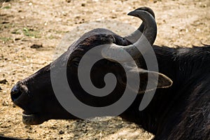 Portrait of asiatic water buffalo Bubalus arnee