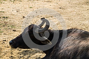 Portrait of asiatic water buffalo Bubalus arnee