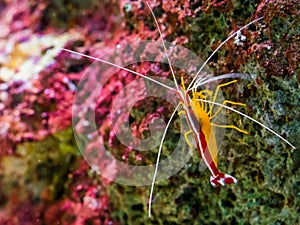 Portrait of a atlantic cleaner shrimp sitting on a rock, colorful prawn from the atlantic ocean