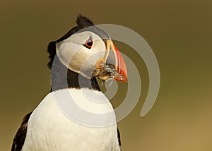Portrait of Atlantic puffin with sand eels