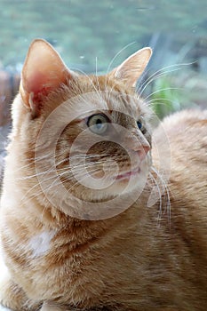 Portrait of an attentive looking tabby cat