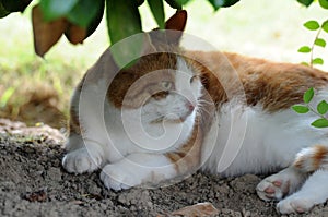 Portrait of an attentive looking tabby cat