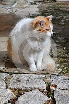 Portrait of an attentive looking tabby cat