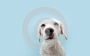 Portrait attentive puppy dog  looking up with colored eyes. Isolated on blue background