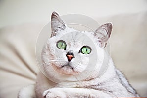 Portrait of attentive resting on the sofa white-grey cat with beautiful big green eyes