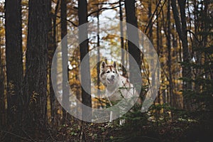 Portrait of attentive Siberian Husky dog sitting in the bright enchanting fall forest at dusk