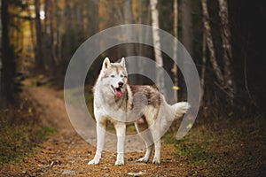 Portrait of attentive Siberian Husky dog standing in the bright enchanting fall forest