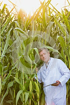 Portrait of Attractive Crop scientist wearing lab coat while using digital tablet against corn plant growing in field