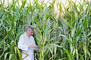 Portrait of Attractive Crop scientist wearing lab coat while using digital tablet against corn plant growing in field