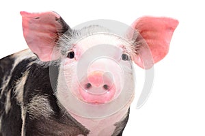 Portrait of attractive little piggy