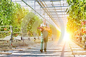 Portrait of attractive senior farmer carrying tomatoes in crate at greenhouse with yellow lens flare in background