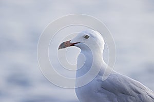 Portrait of a Audouin`s gull perched on a rock along the coast