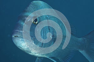 Portrait of australasian snapper