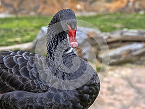 Portrait of Australian Black Swan, Cygnus atratus