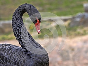 Portrait of Australian Black Swan, Cygnus atratus