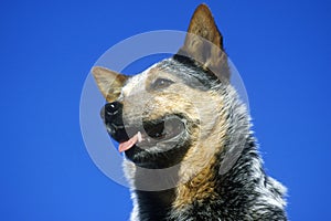 Portrait of Australian Blue Heeler, Bourbon, MO