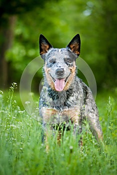 Portrait of Australian cattle dog